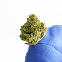 Fleur de CBD Malabar — fleur dense