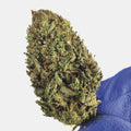 €canna + | Purple Snowman - Híbrido