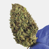 €canna - Mango Haze — trichomes visibles