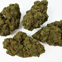 Gros plan sur fleur de CBD Glasshouse Northern Light