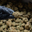 Edition 420 - OG Kush - INDOOR