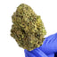 OG Kush - Hybride USA