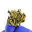 OG Kush CBD à découvrir