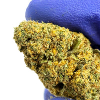 Orange Bud - CALI CBD Hydroponique