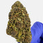 Purple Haze CBD - Outdoor