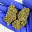 Photo de Purple Haze Outdoor
