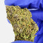 Purple Haze CBD - Outdoor