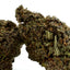 Purple Lemon Haze - Hybride USA