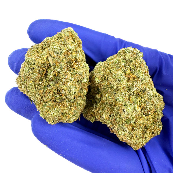 Lemon Haze - CALI Hydroponique en détail