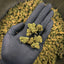 Small buds CBD Greenhouse