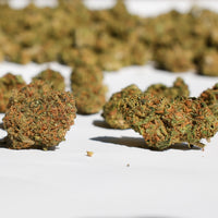 Photo de fleurs CBD Strawberry Glasshouse Medium Buds cultivées en Italie