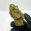 Image de fleur Sweet Cheese Indoor premium