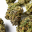 Sapphire Kush Hybride - Small buds