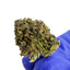 Sapphire Kush Hybride - Small buds