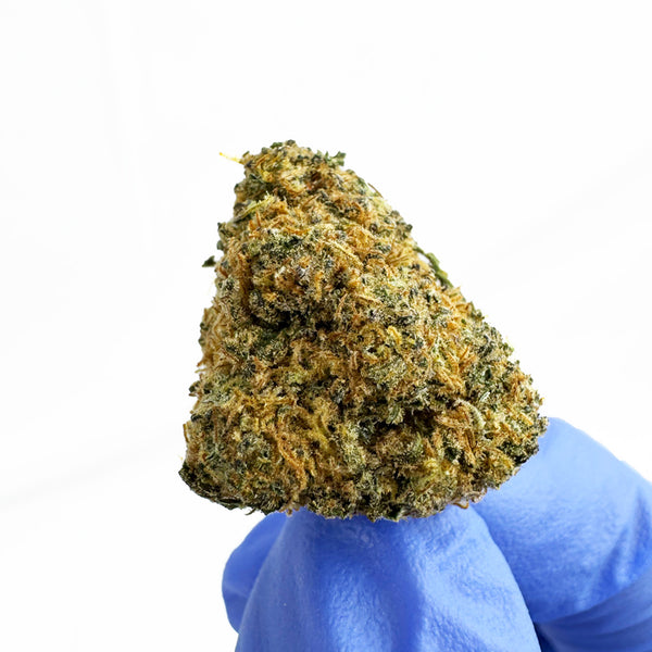 Sour Diesel, fleur de CBD premium