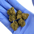 Strawberry Glasshouse - Medium Buds