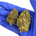 White Widow - HYBRIDE USA