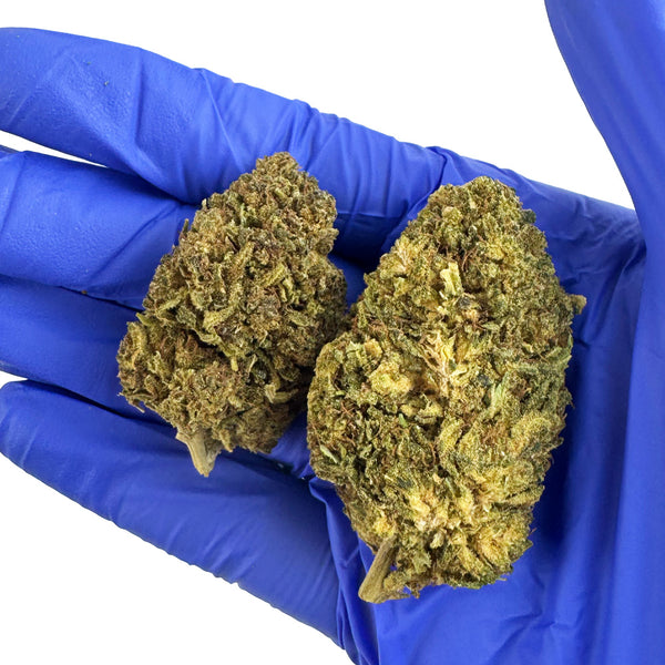 White Widow — trichomes visibles